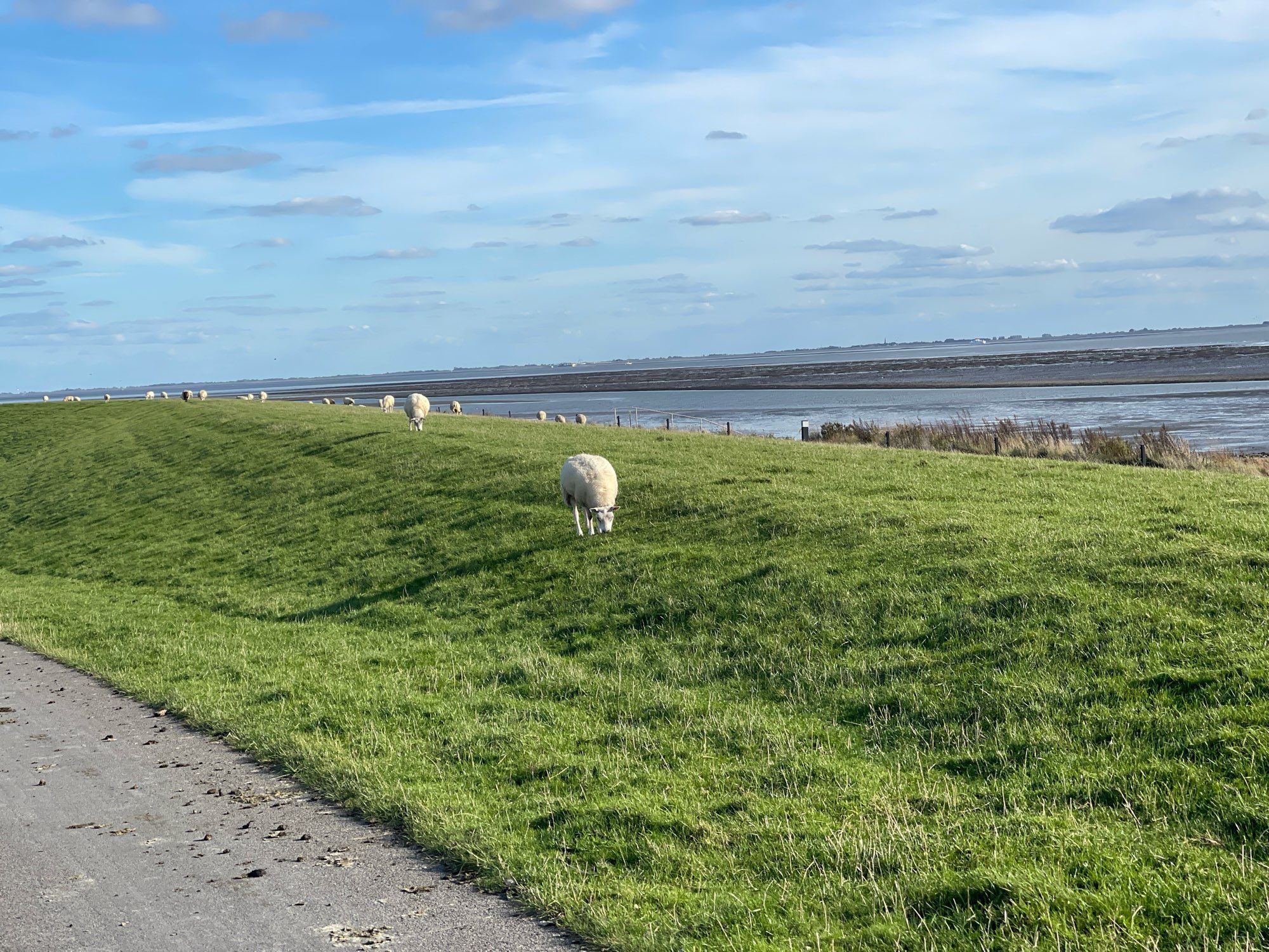 Schafe weiden auf einem Deich, im Hintergrund Wattenmeer und blauer Himmel mit einigen hellen Wolken