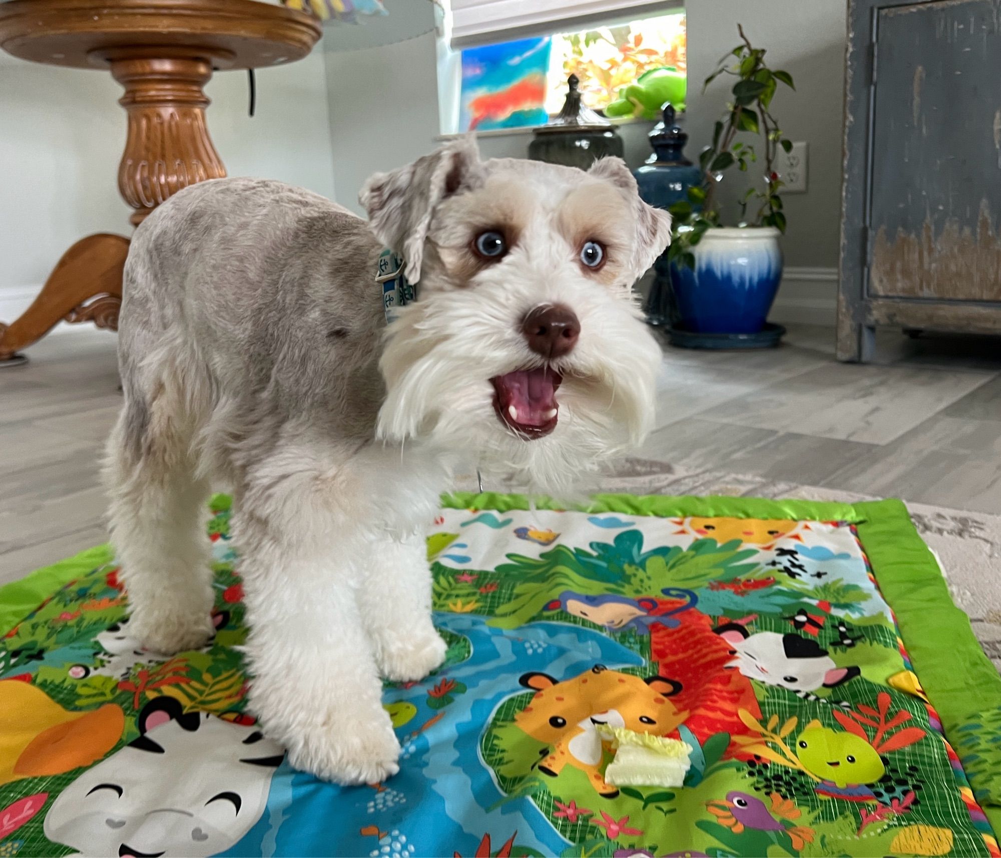 Happy Miniature Schnauzer smiling with bright blue eyes.