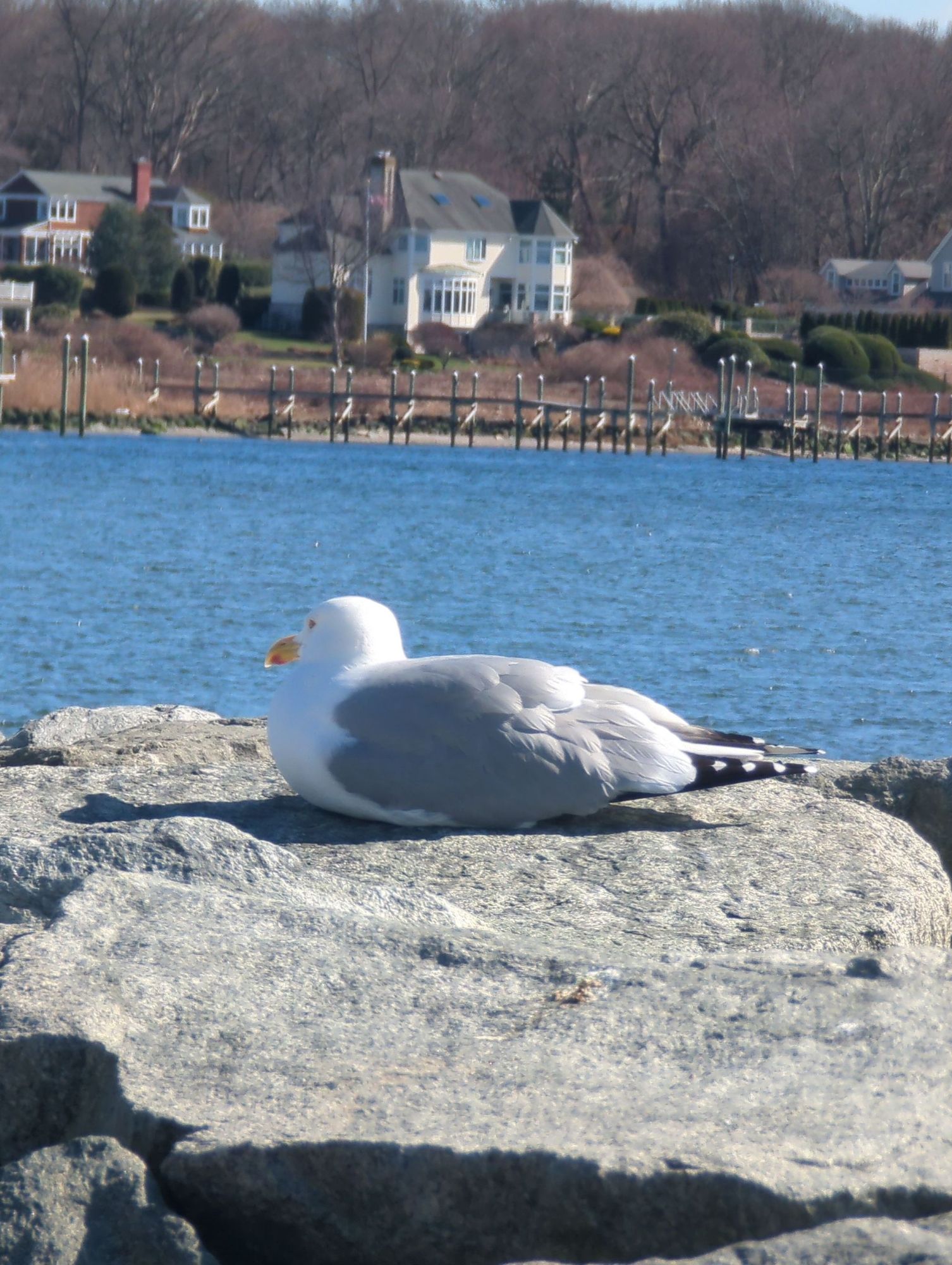 Seagull photo. It looks similar to beaches I've been at on the past. It's rocks, a sea wall