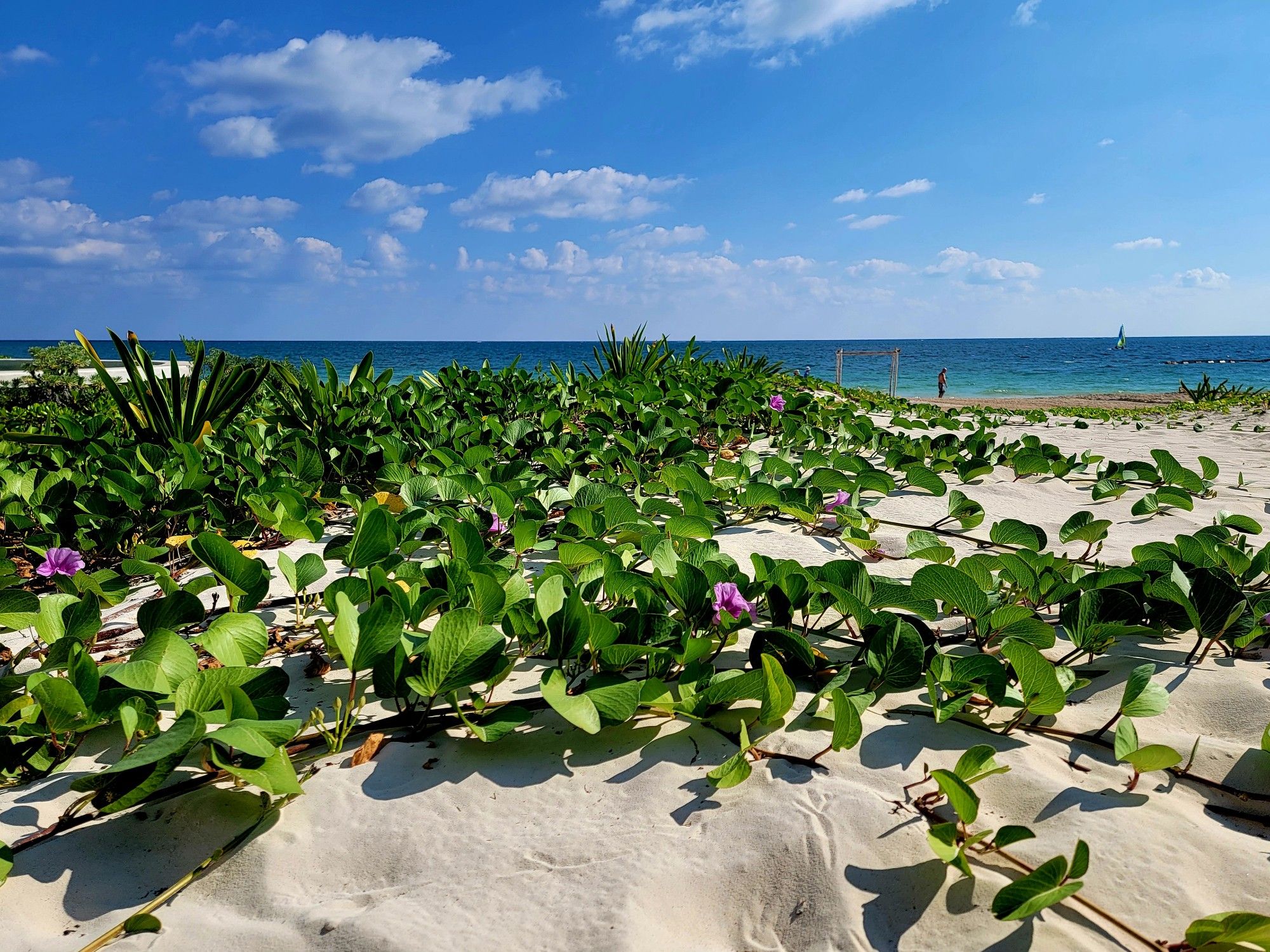 A beach blanketed with sand and tropical plants