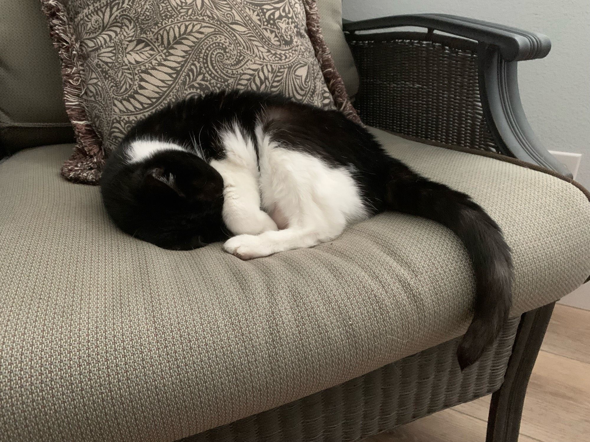 My cat, Mango, asleep on a chair with her arm covering her face and her tail drooping over the edge.