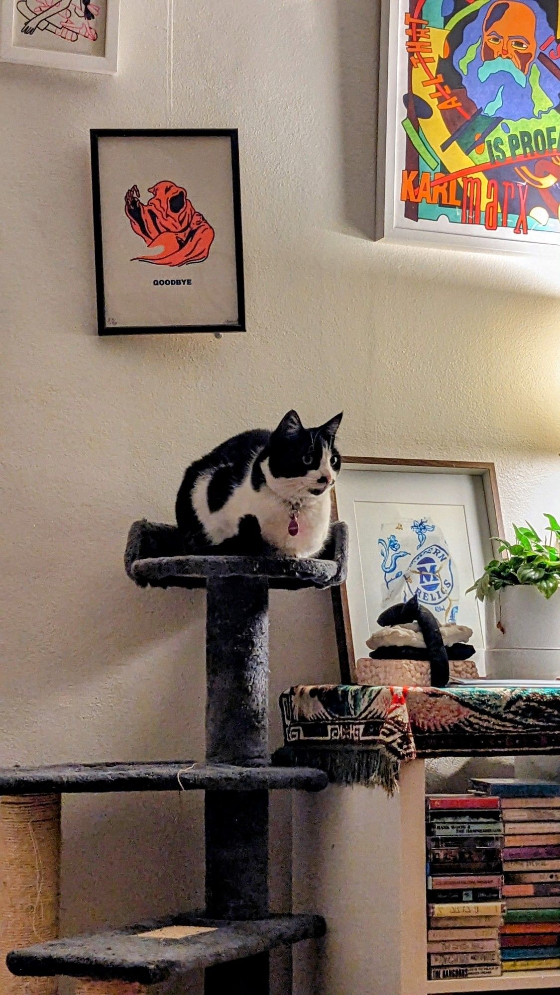 Black and white cat on a cat tree