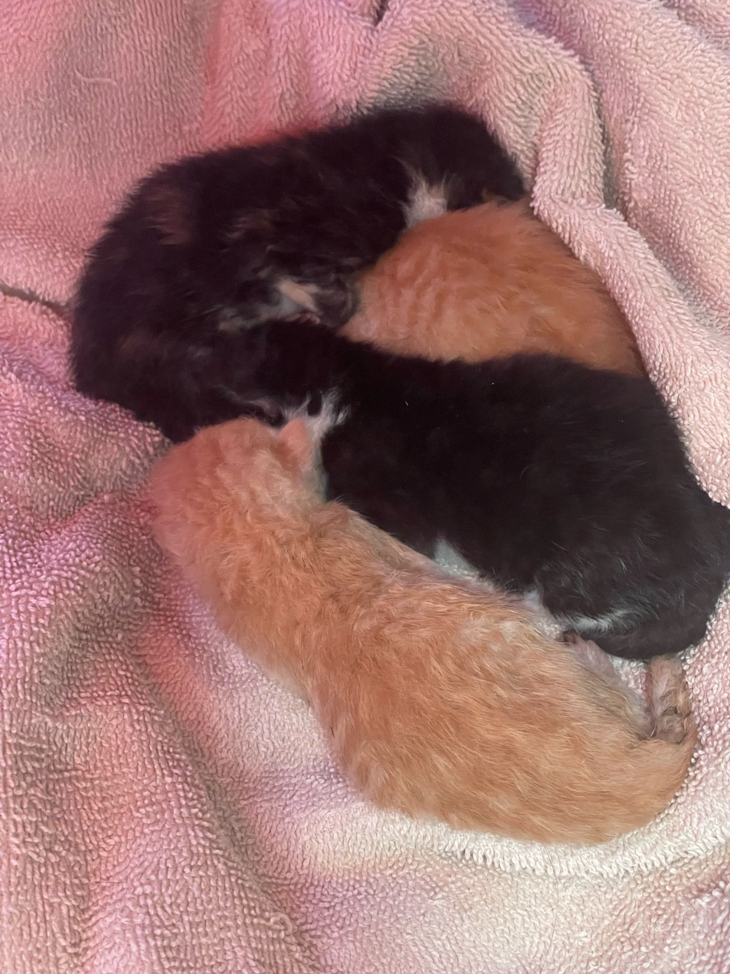 Four fluff balls curled up on top of a towel inside a cat carrier.