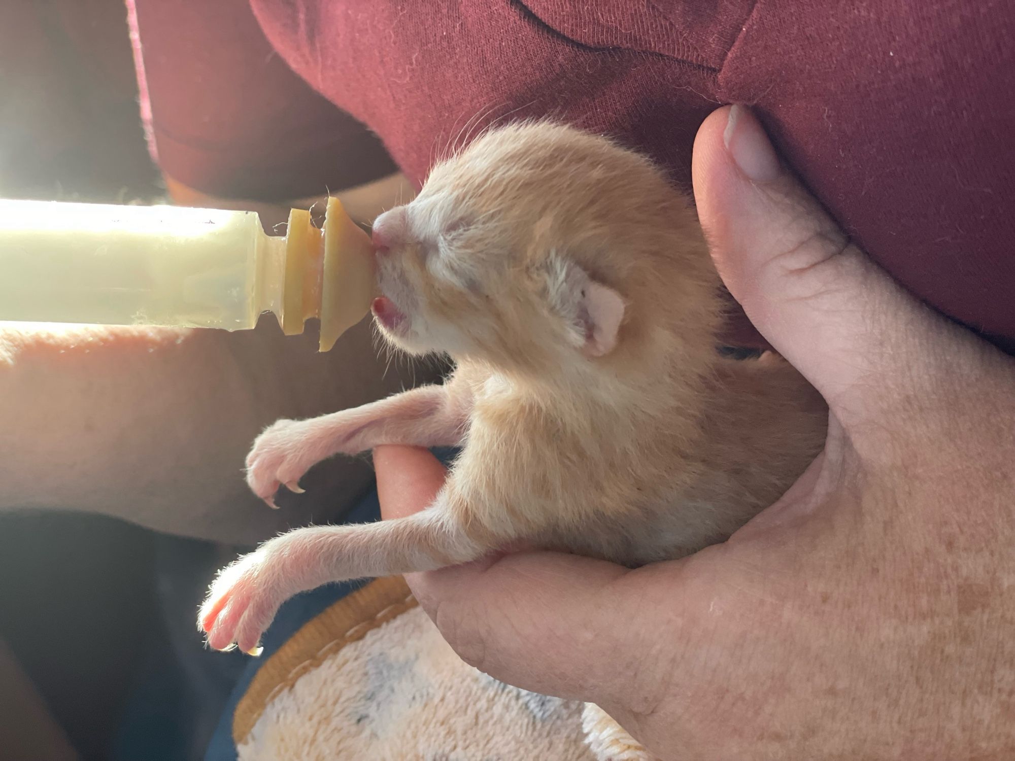 Tiny ginger kitten nursing from a syringe.