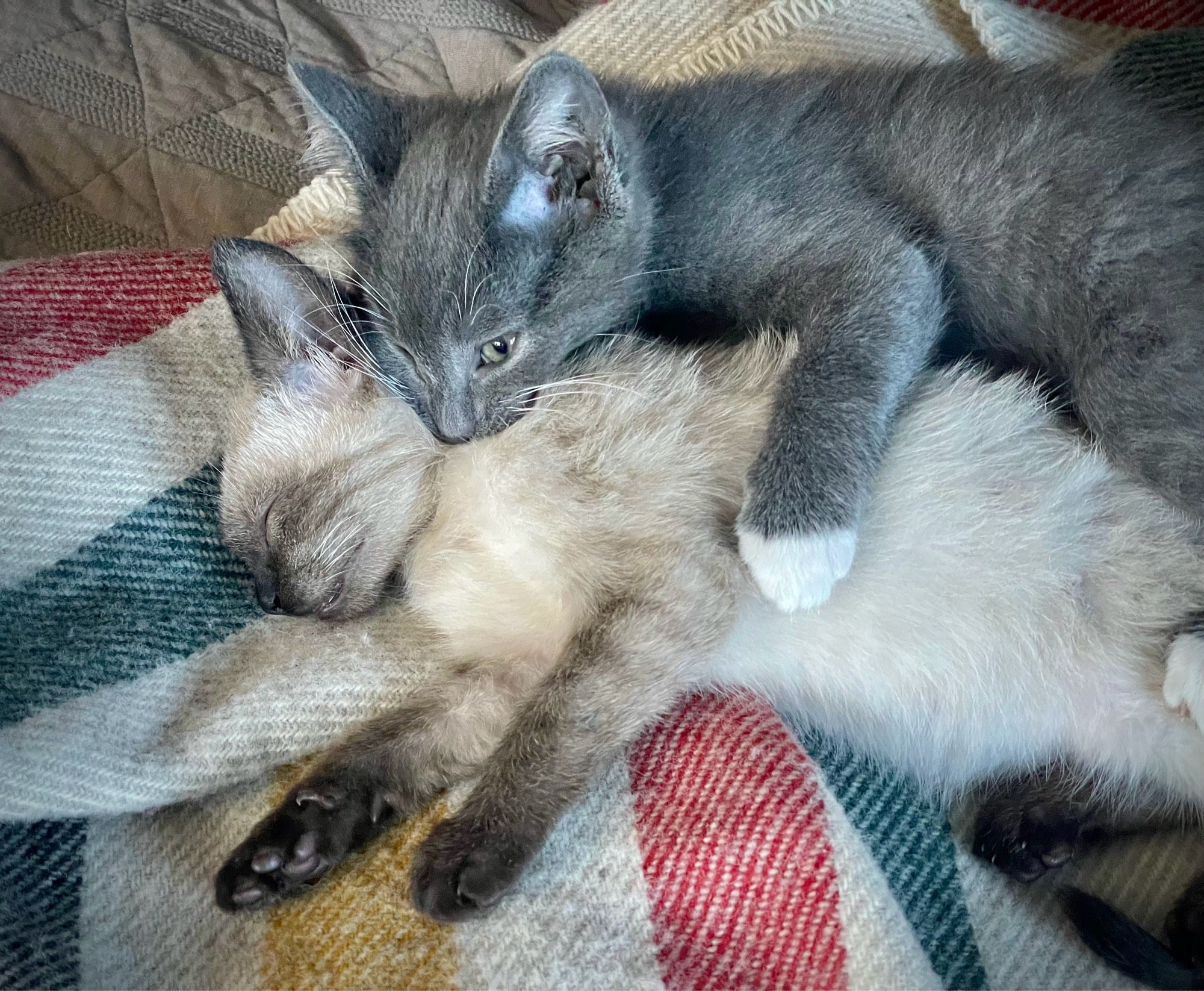 Sleeping kitten is being bitten by her sibling.