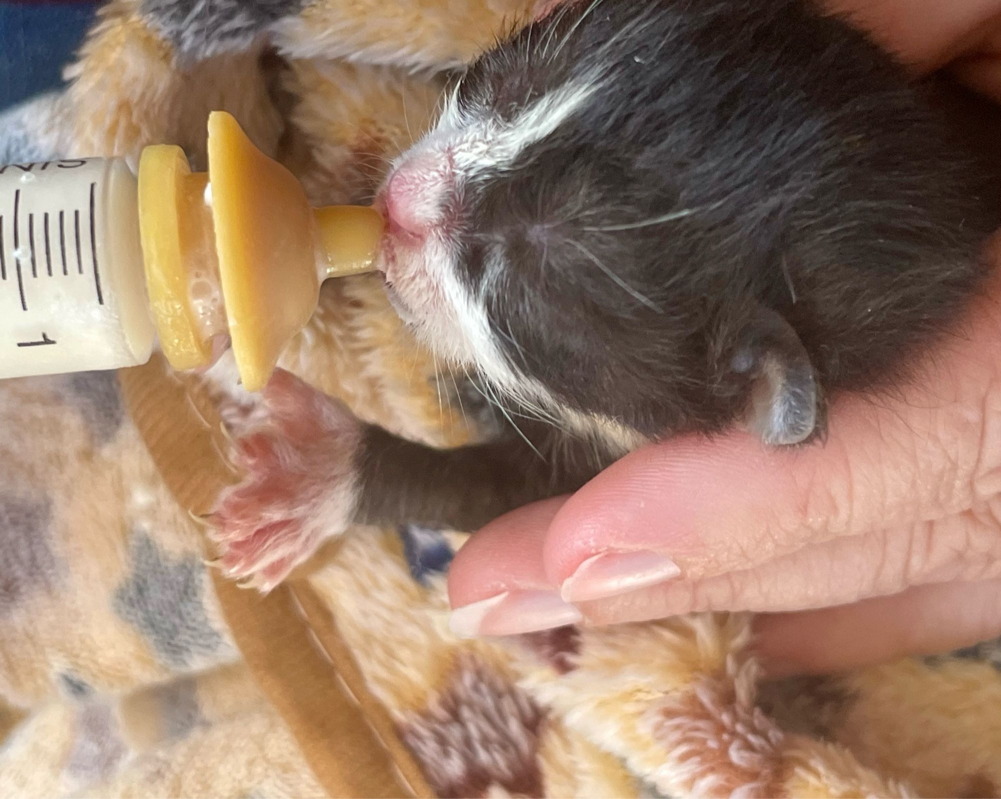 Tuxedo kitten nursing from a syringe.