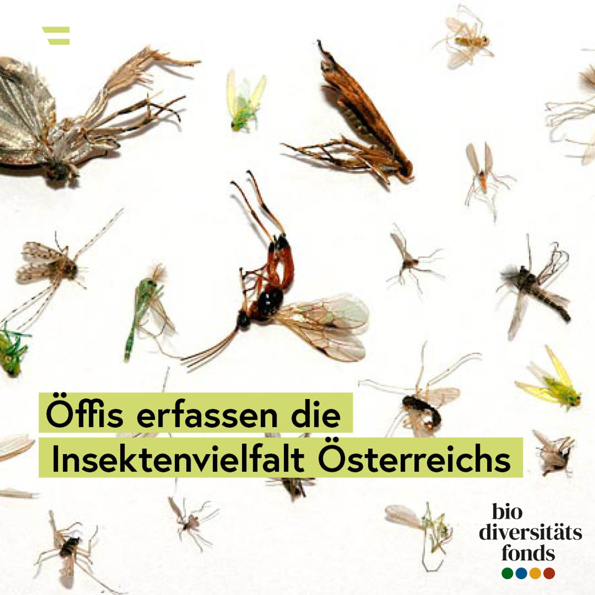 Tote Insekten vor weißem Hintergrund dazu Text: "Öffis erfassen die 
 Insektenvielfalt Österreichs" sowie Logo des BMK Biodiversitätsfonds