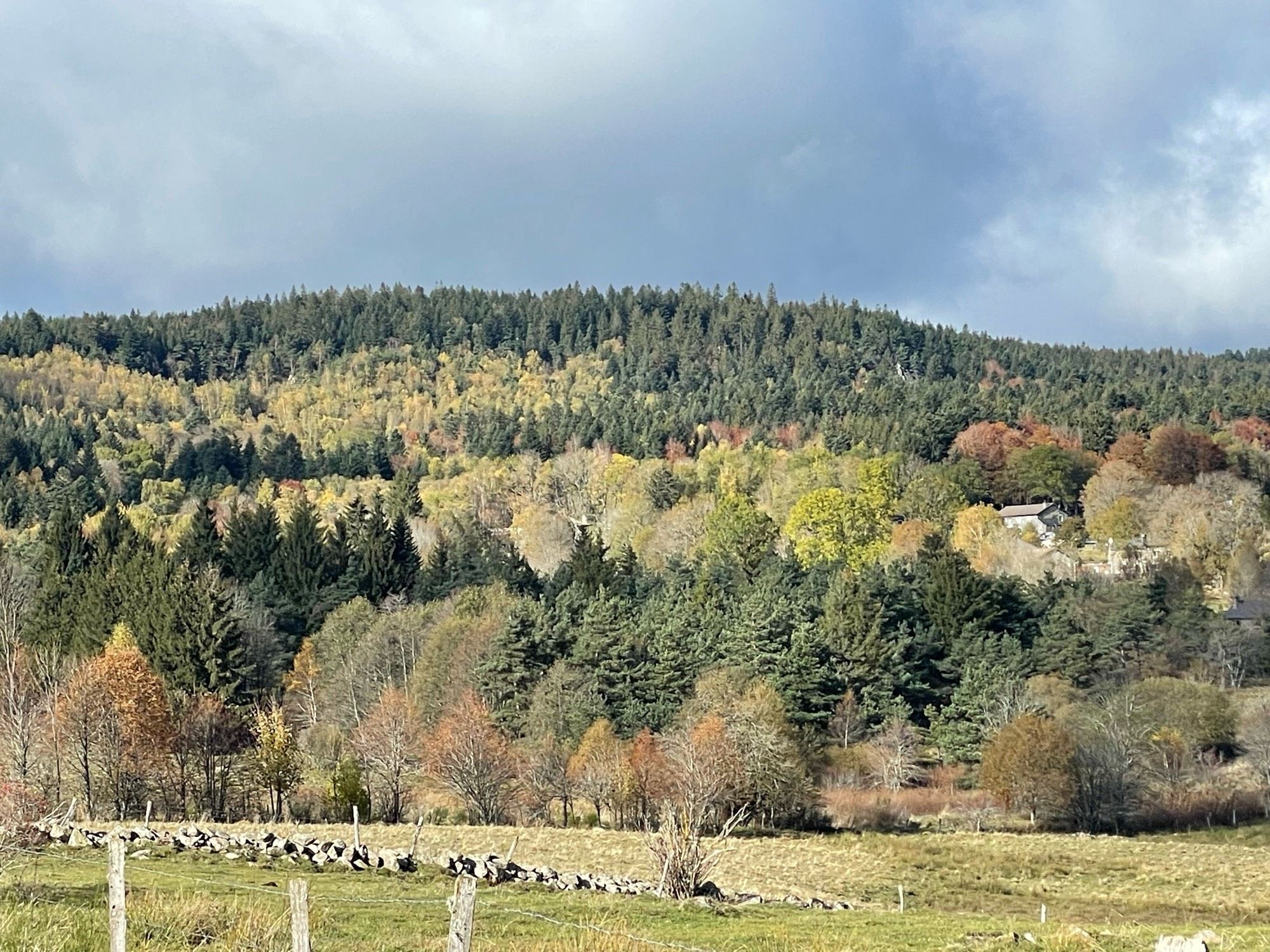 Forêt du Meygal