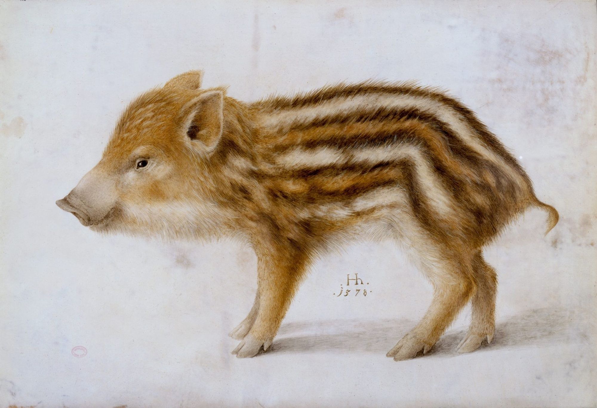 A watercolor of a brown, black, and white striped wild boar piglet with the artist's monogram, Hh, and the date 1578