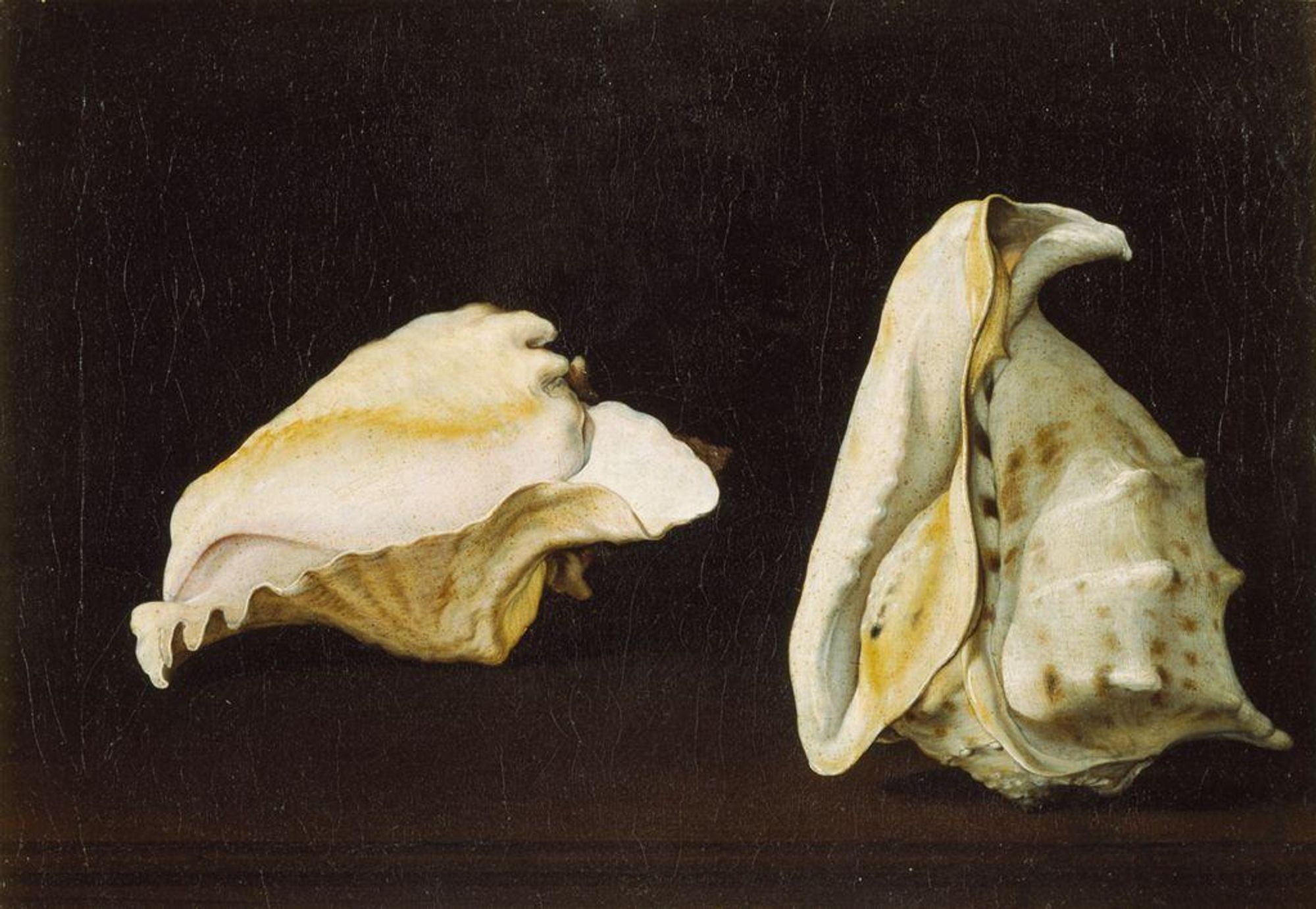 Two painted shells on a black background