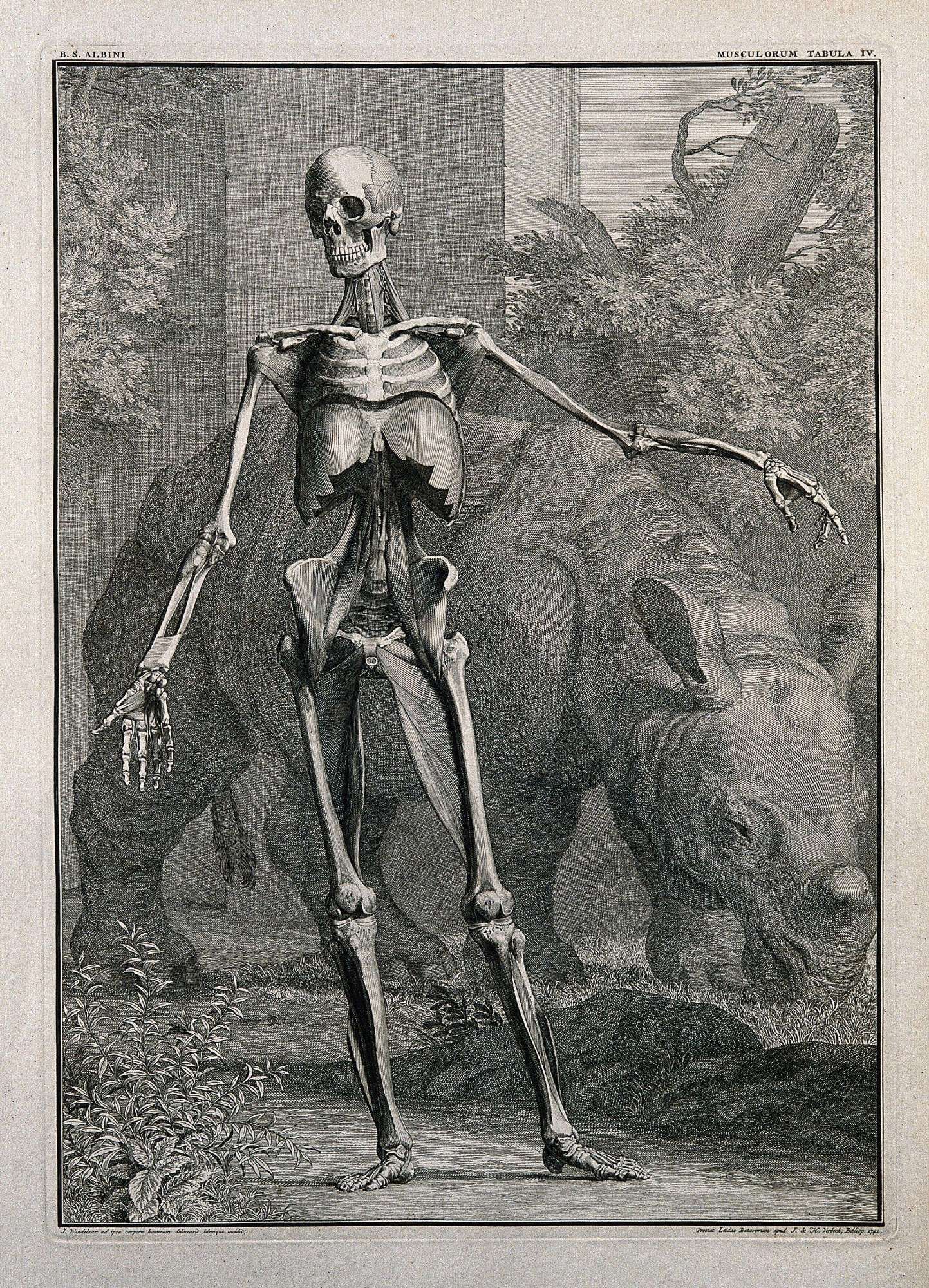 An écorché figure, front view, with left arm extended, showing the bones and the fourth order of muscles, with a Clara the rhinoceros in Amsterdam in the background. Line engraving by J. Wandelaar, 1742.