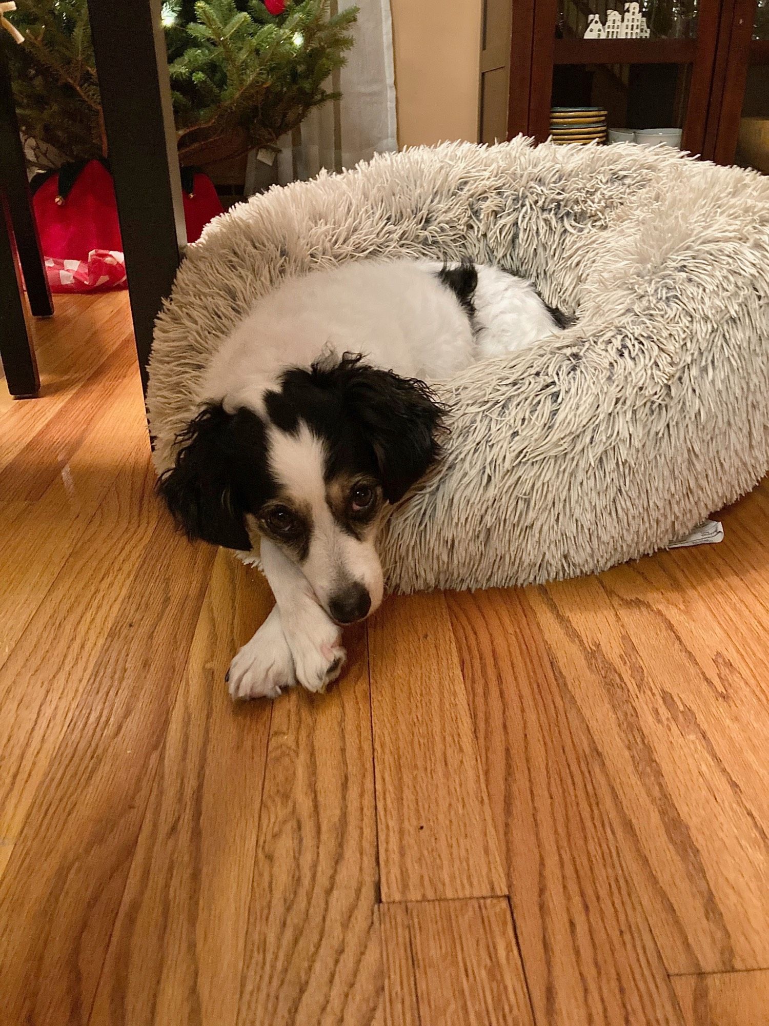 A small dog with legs crossed inside her donut bed, giving puppy eyes and an insouciant "you come here often"expression.