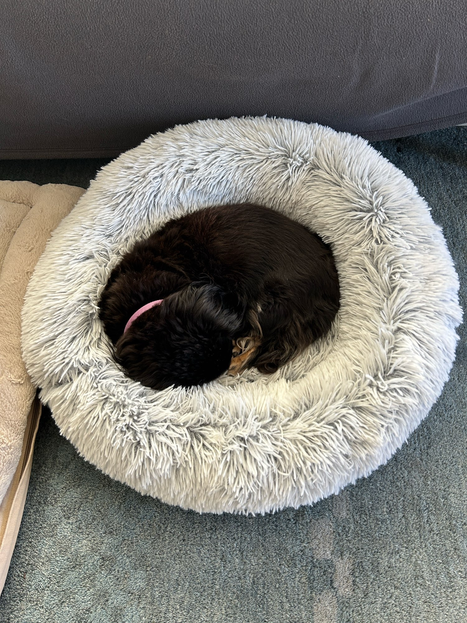 Black and tan Doxie in same bed.