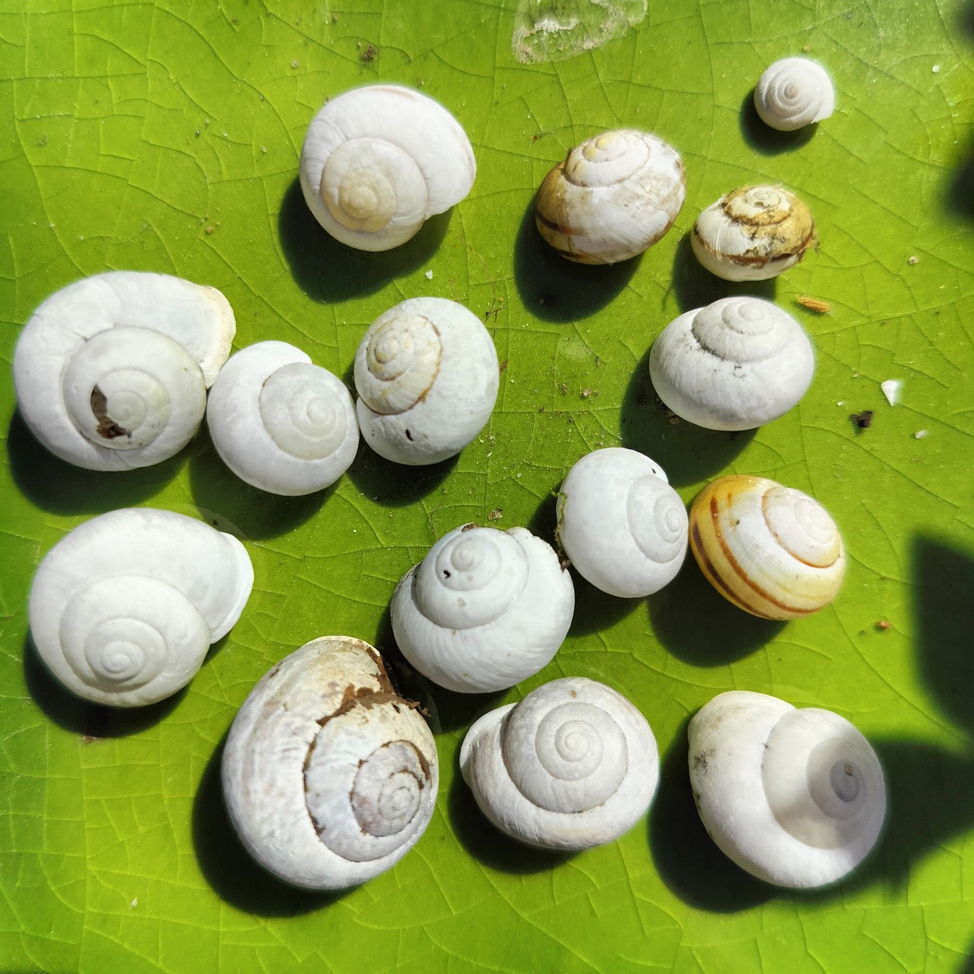 Sun-bleached snail shells of different sizes on a green tile