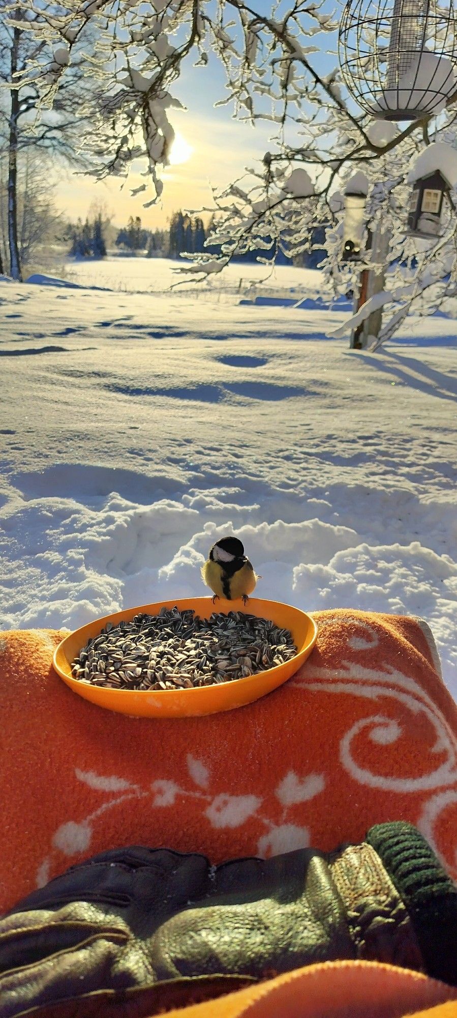 Legs wrapped in a blanket in a snowy landscape. A bowl of seeds and a great tit sit on the blanket.