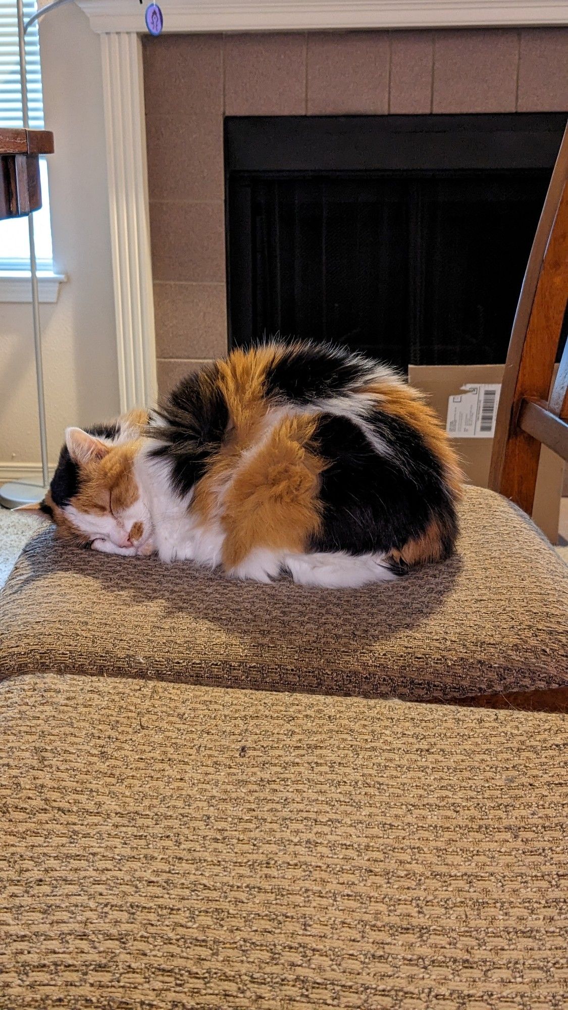 A fluffy calicoe cat, sleeping on a chair with her head to the side. The chair is sitting directly next to an identical empty chair.