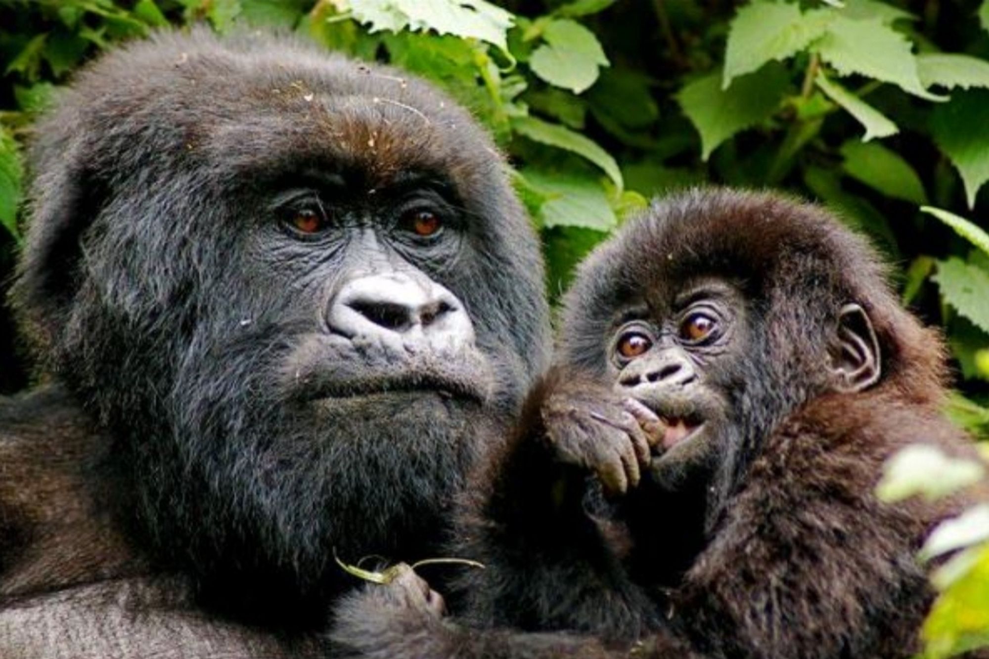 close-up photo of a mother mountain gorilla cuddling her fluffy baby. they both have lovely hazel brown eyes. baby is sucking his finger.