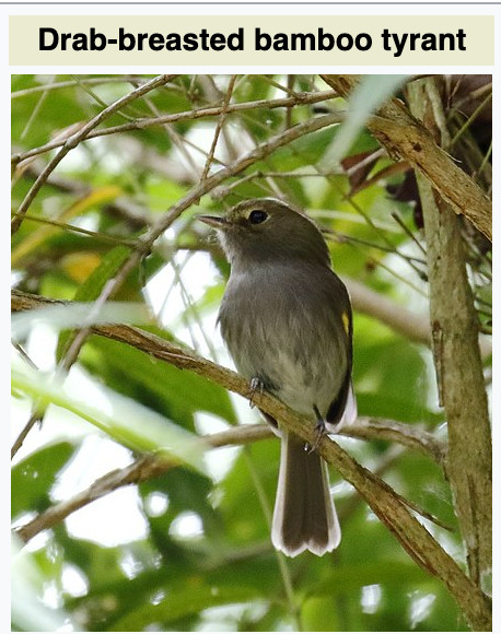 picture of a little brown bird on a bamboo plant with the caption "Drab-breasted bamboo tyrant"