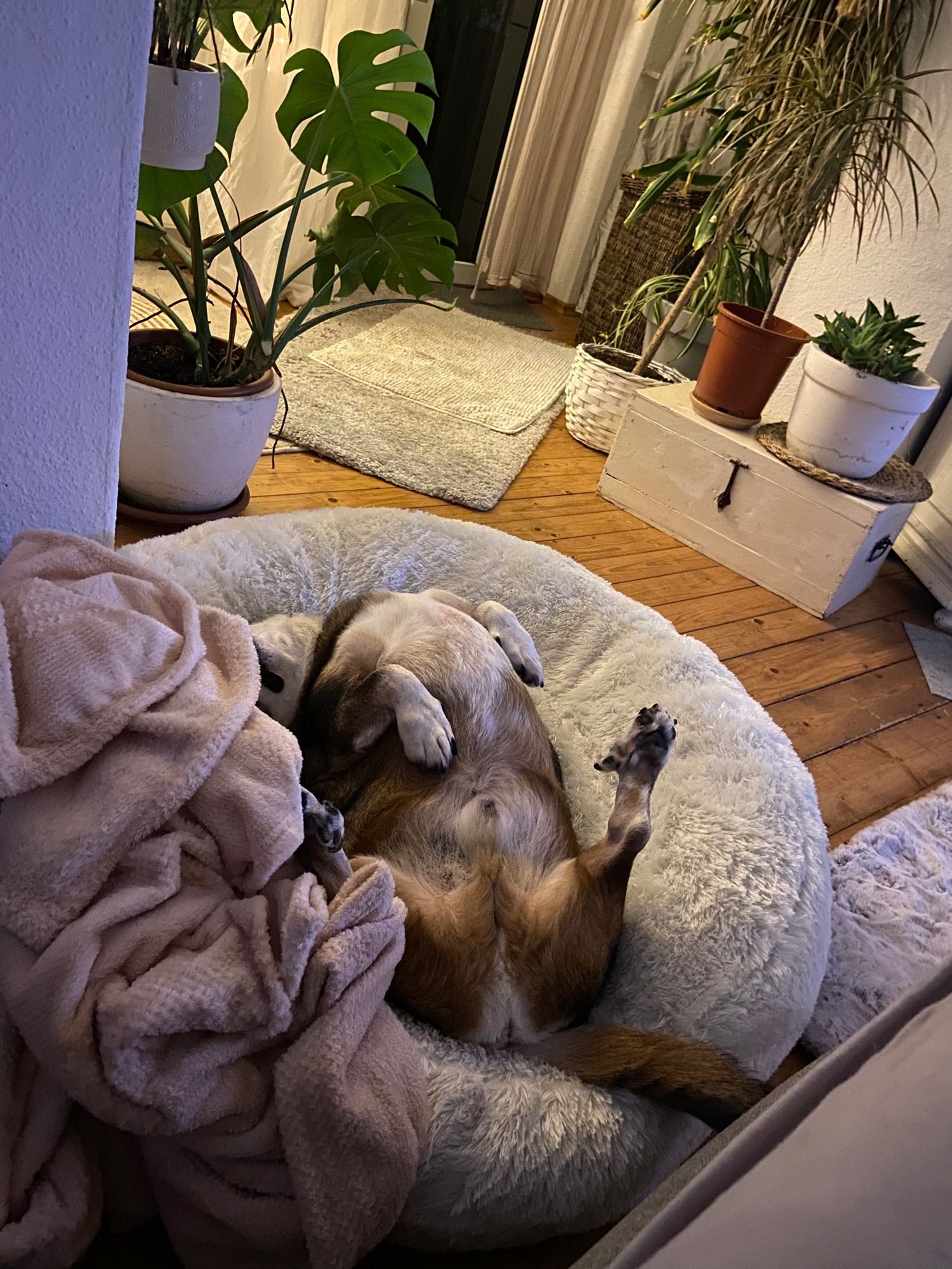 Mittelgroßer bunter Hund liegt auf dem Rücken in einem grauen Flauschbett