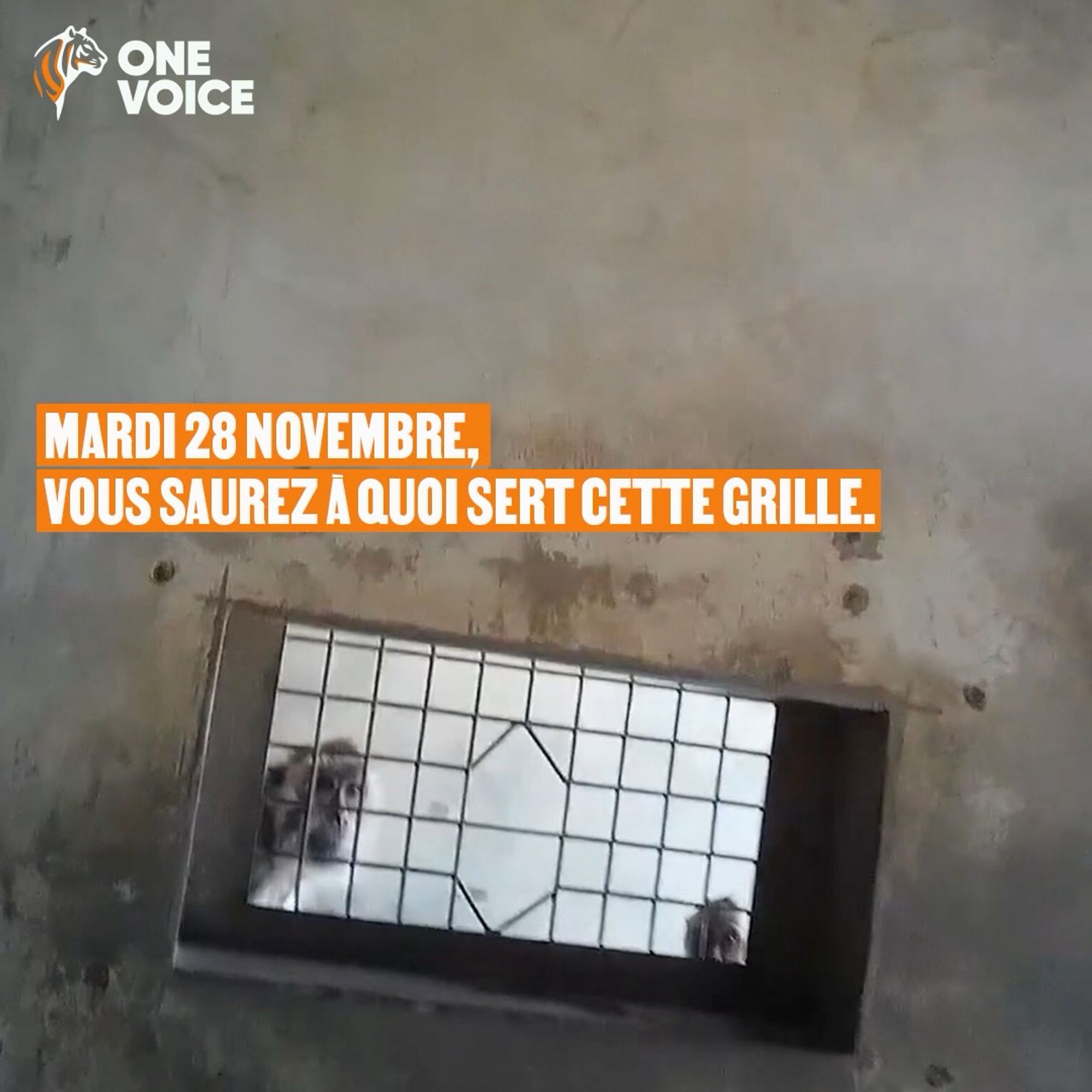 Des macaques à longue queue regardent à travers une grille dans un élevage de singes pour les laboratoires à Maurice. 
Sur la photo, le texte suivant est écrit : Mardi 28 novembre, vous saurez à quoi sert cette grille.