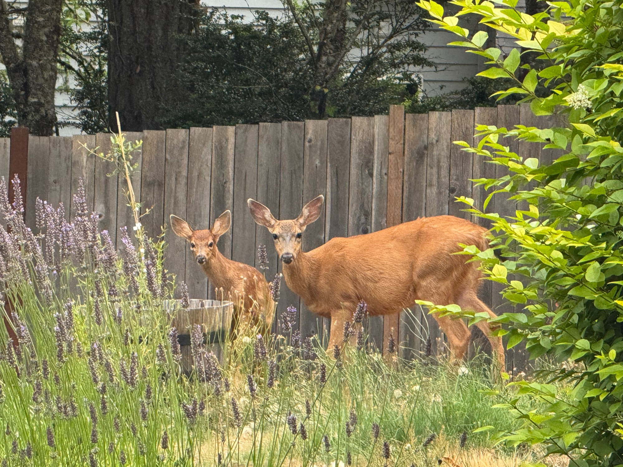 Through lavender and other greenery, we spy a big mother deer and her fawn, who has scrambled up on the side of our big round wooden planter to get at the tasty sapling inside. Both deer are looking right at the camera with identical oh shit expressions.