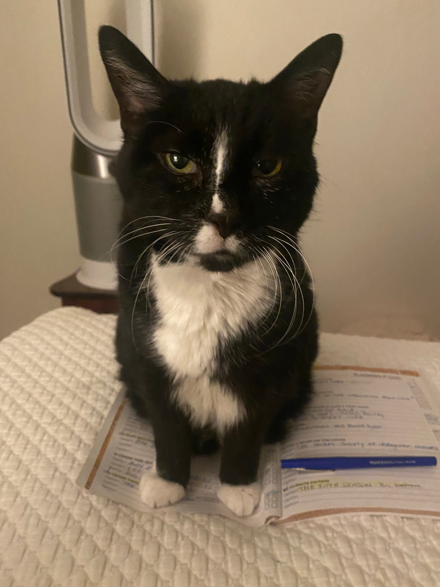 An old tuxedo cat said “pay attention to me” while he sat directly on a paper workbook and blocking the fan on a hot summer night. 