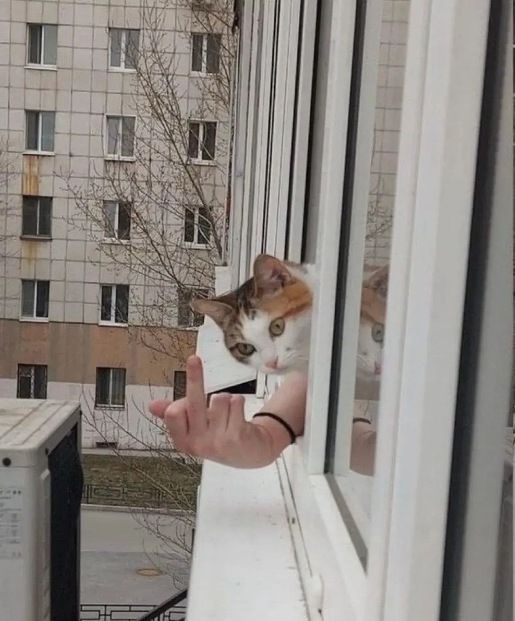 Auf dem Bild schaut eine Katze aus einem geöffneten Fenster, während daneben eine menschliche Hand aus dem Fenster gestreckt wird, die den Mittelfinger zeigt. Die Katze wirkt neugierig, mit großen, offenen Augen, und die Szene findet offenbar in einem Wohngebiet statt. Im Hintergrund sieht man ein weiteres Gebäude mit mehreren Fenstern, kahlen Bäumen und einen grauen Himmel. Die Pose der Hand erzeugt einen humorvollen Kontrast zu dem unschuldigen Gesichtsausdruck der Katze.