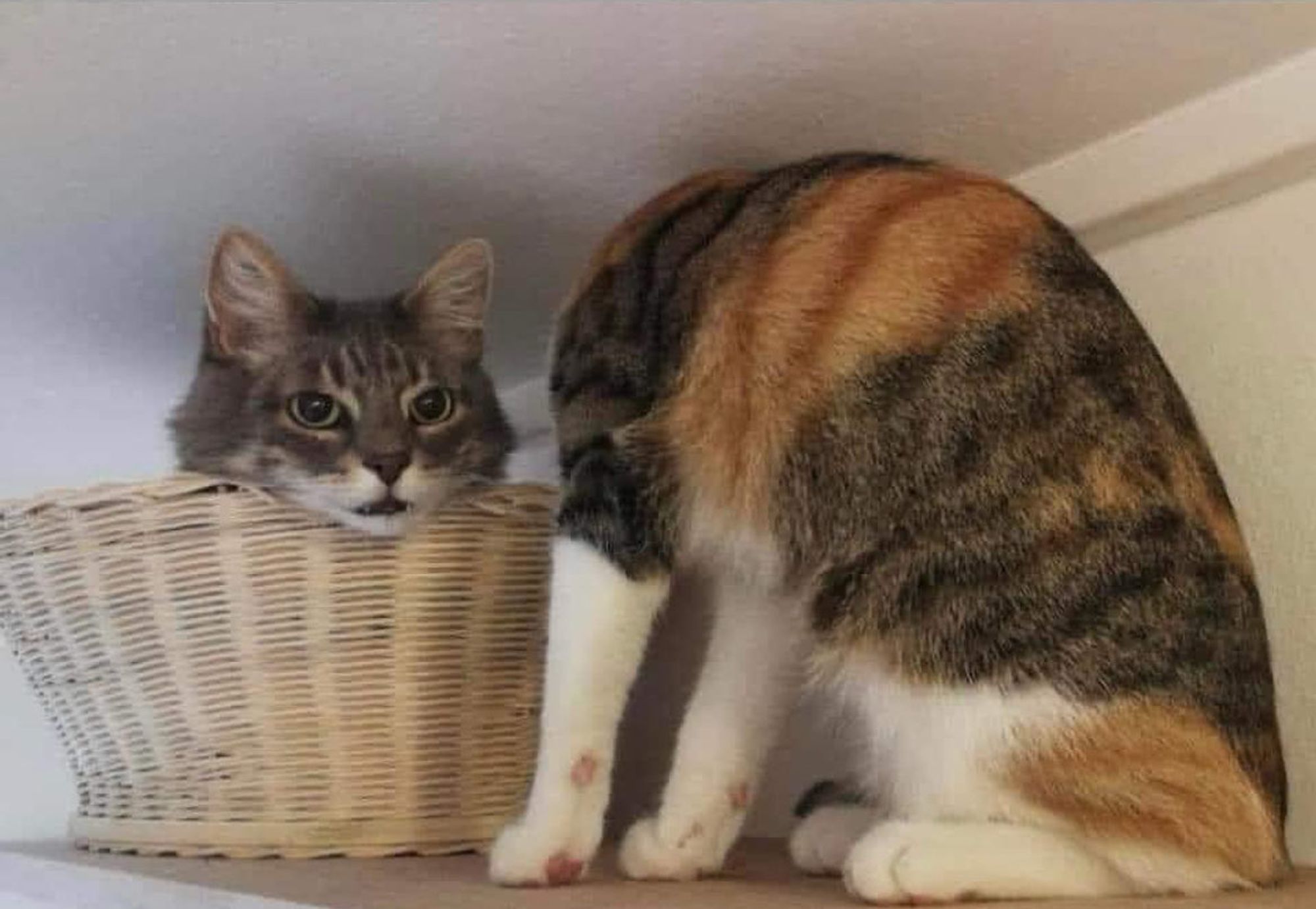 A cat's head looks out of the basket. Next to it is another cat whose head is not visible