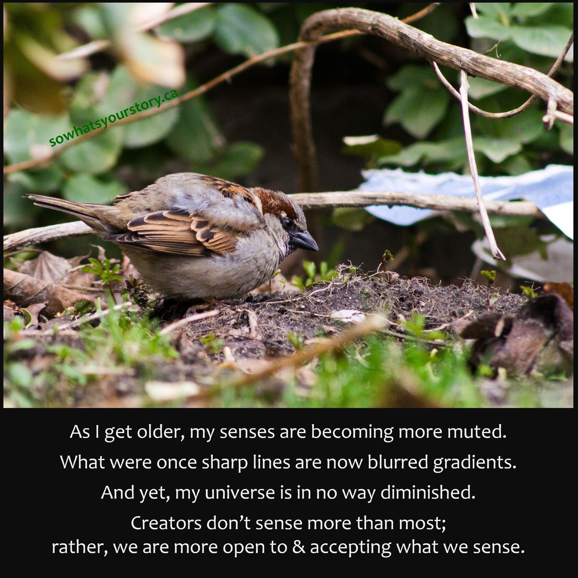 A sparrow rests in the underbrush

Caption reads:
As I get older, my senses are becoming more muted.

What were once sharp lines are now blurred gradients.

And yet, my universe is in no way diminished.

Creators don’t sense more than most; rather, we are more open to & accepting of what we sense.