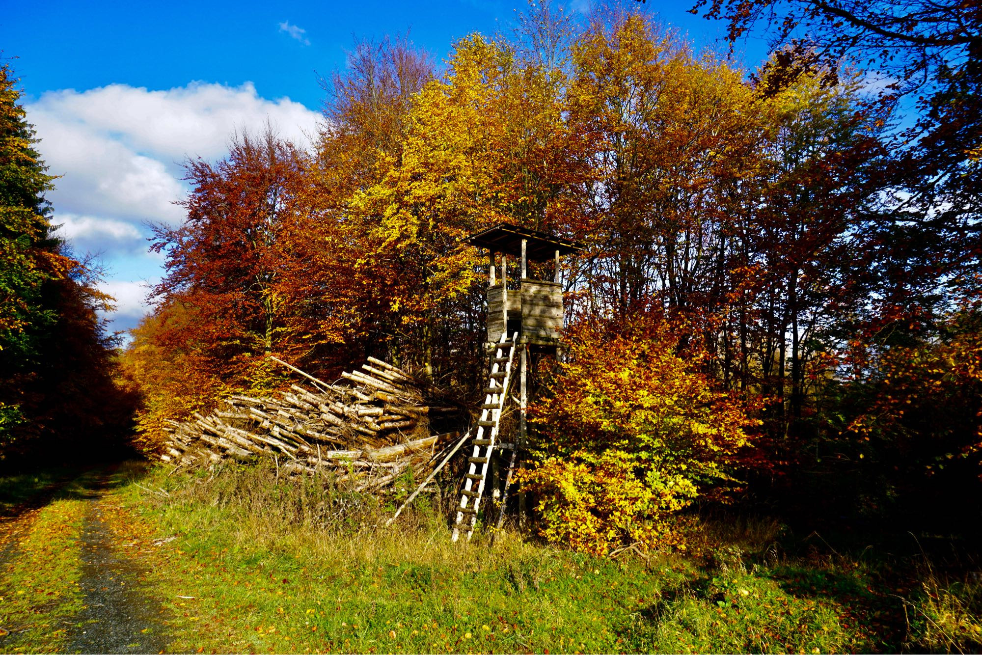 Ein Hochsitz an einer Waldlichtung die Bäume sind herbstlich gelb und orange.
Neben dem Hochsitz ein Stapel Langholz, der Himmel ist blau mit einer weißen Wolke