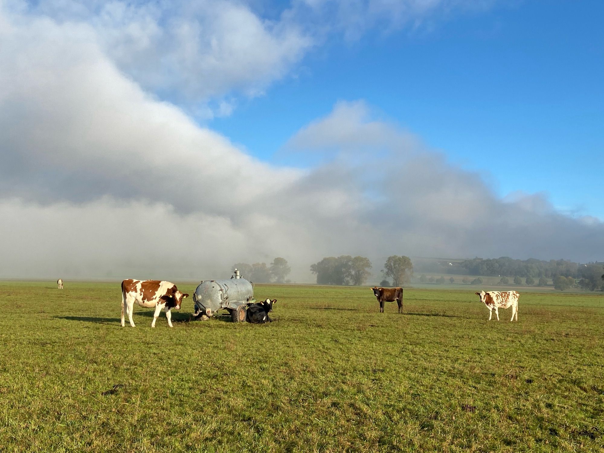 Kühe stehen auf einer Weide um einen Anhänger mit Wasserfass.
Nebel steigt langsam auf, darüber blauer Himmel