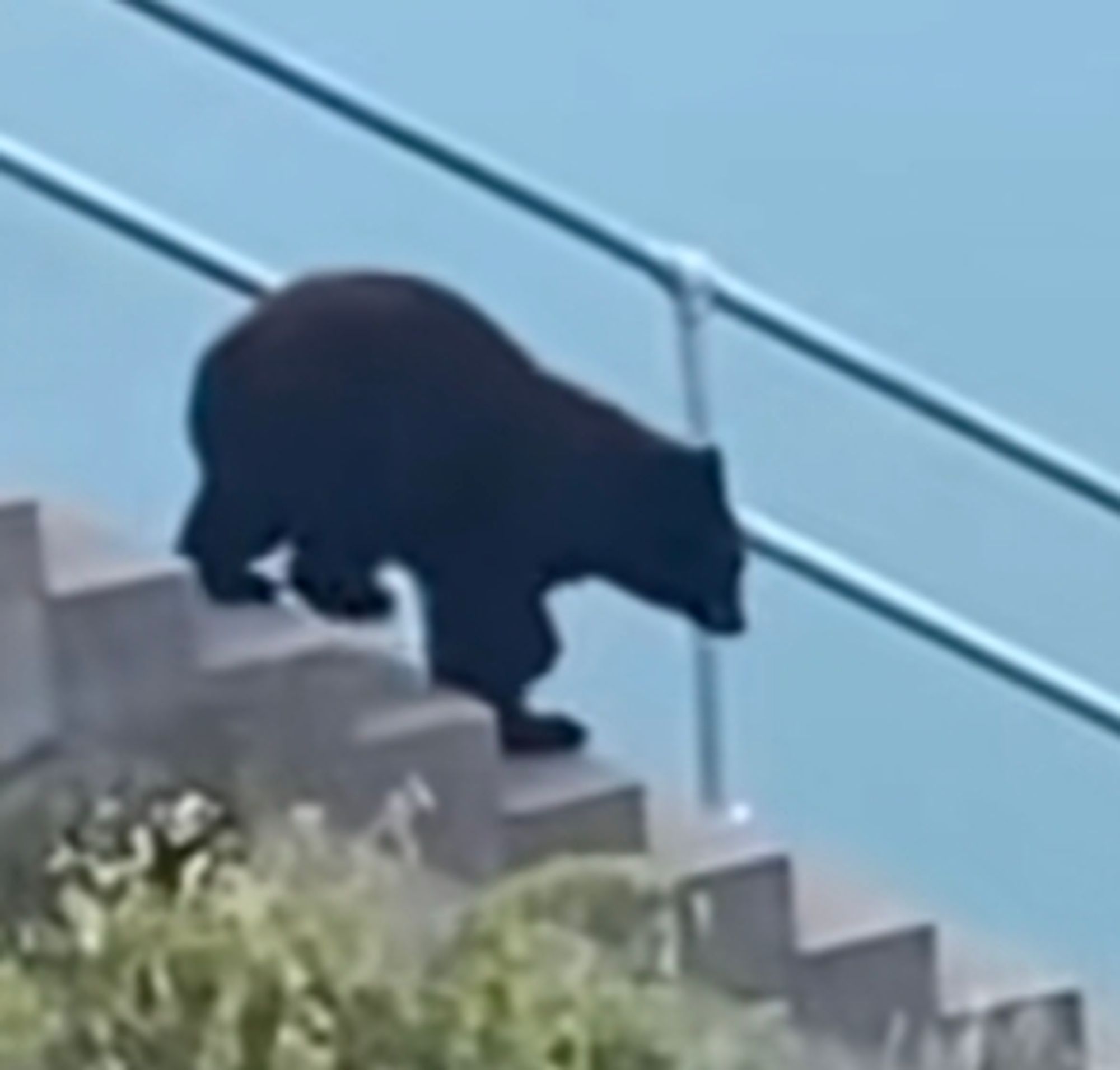 bear descending staircase (2024)