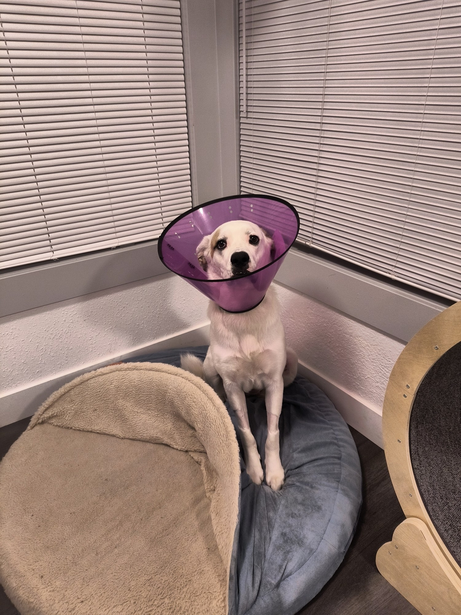 A white dog sits stock-still on the wrong side of a burrow bed in the most upright position making direct eye contact because of the undignified purple cone she is being forced to wear