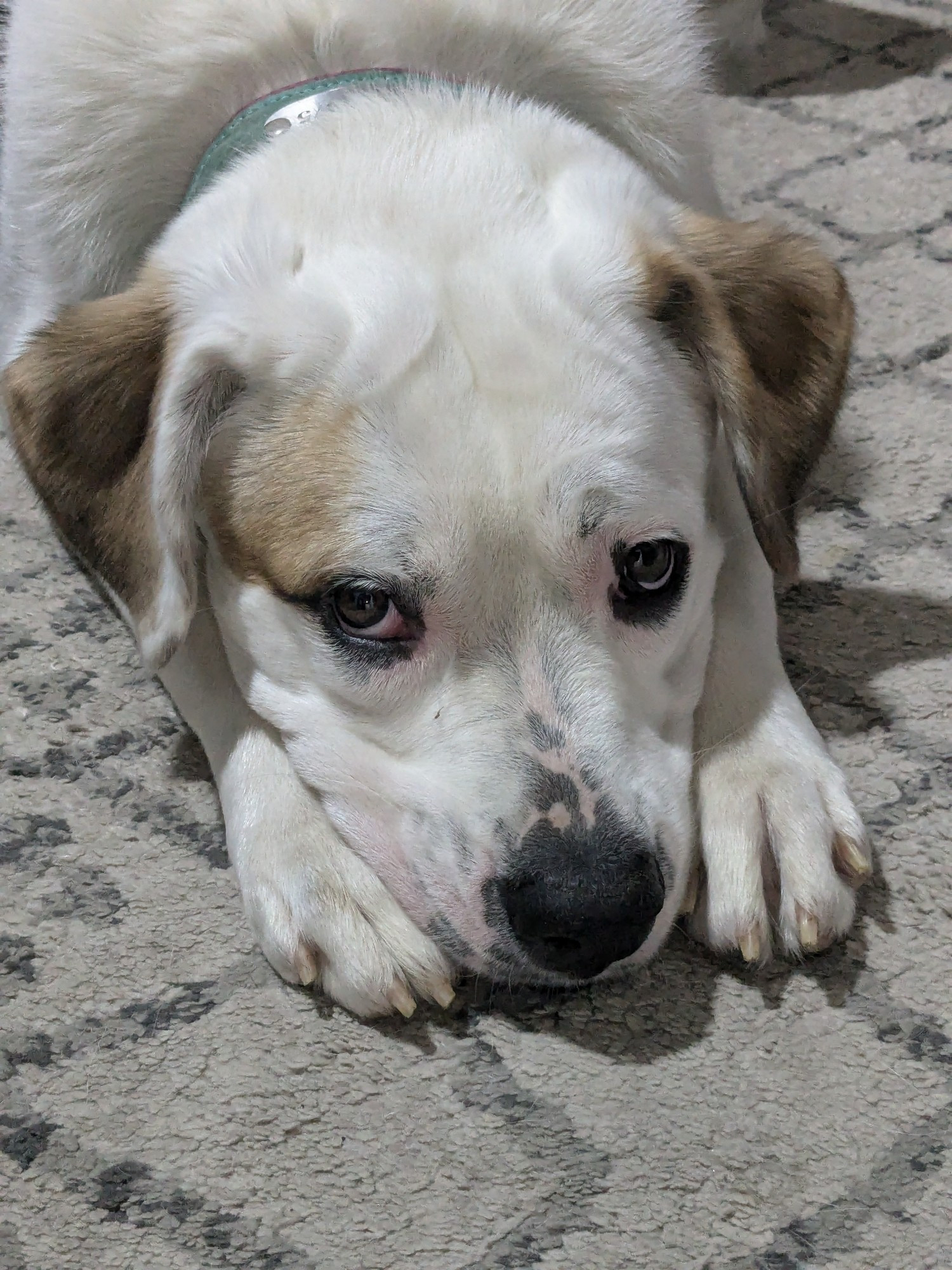 A mopey looking white-faced, brown-eares dog with black rimmed eyes