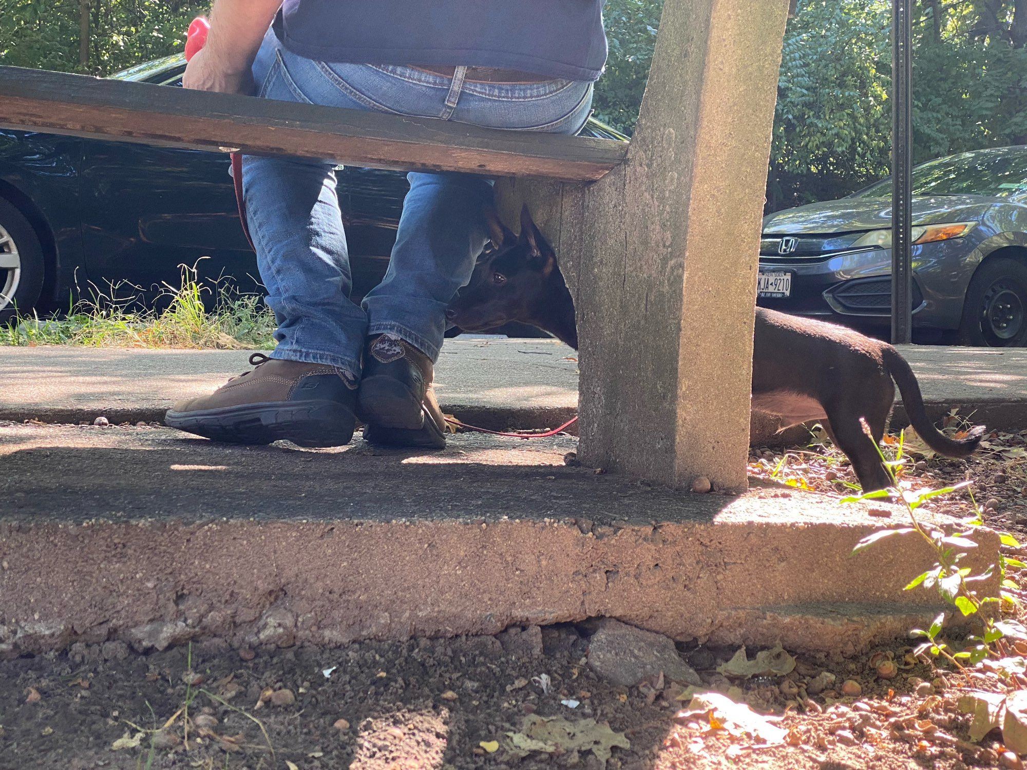 This and the following two pics feature Marlowe, a tiny black schnauzer dachshund mix, under a bench and in midafternoon sunlight, greeting a larger dog.