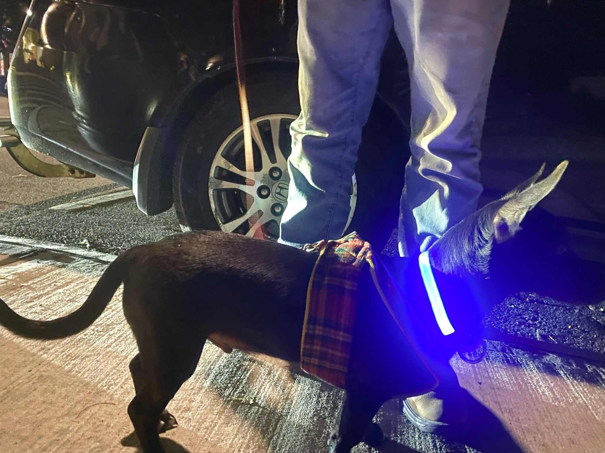 A very small black dog wearing a collar that shines a band of blue light.