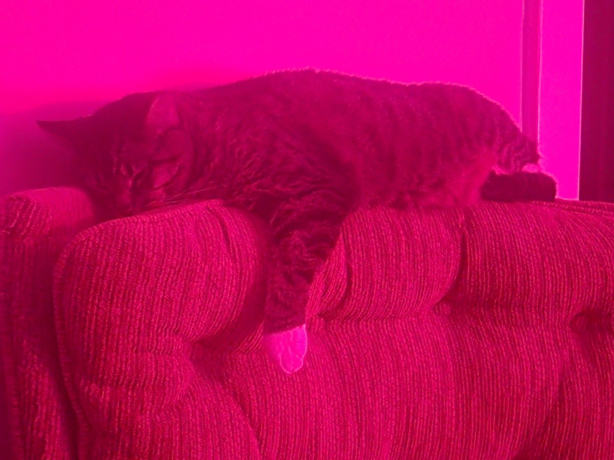 Image of a cat laying across the top of a chair with 1 paw hanging down