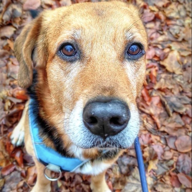 Ein Mischlingshund der im Laub sitzt und lieb schaut