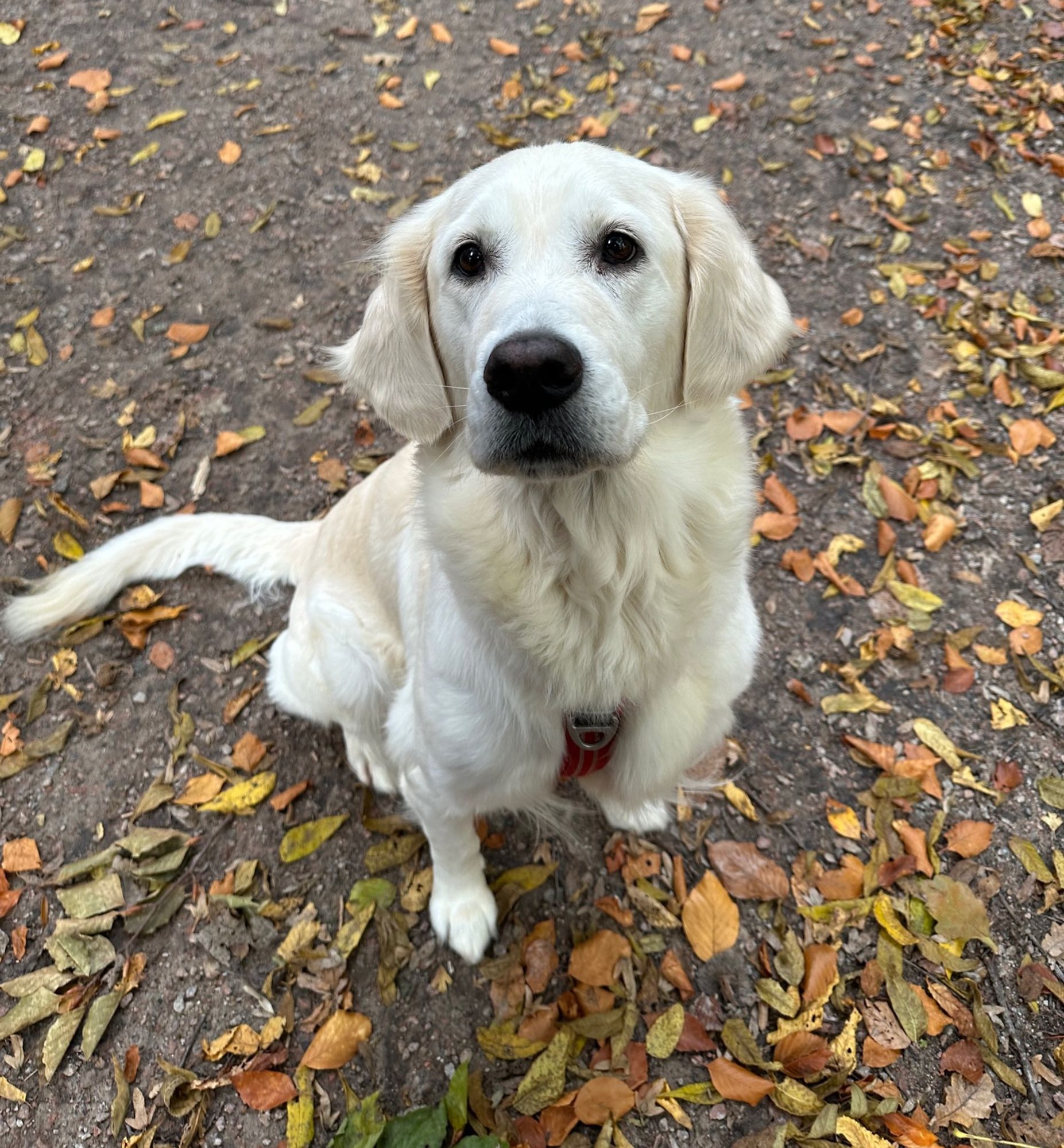 Eine Golden Retriever Hündin auf einem Waldweg sitzend