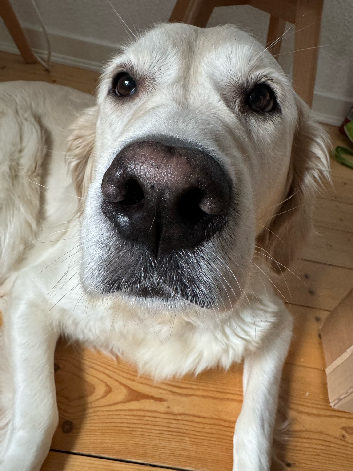 Golden Retriever Hündin auf dem Boden liegend.