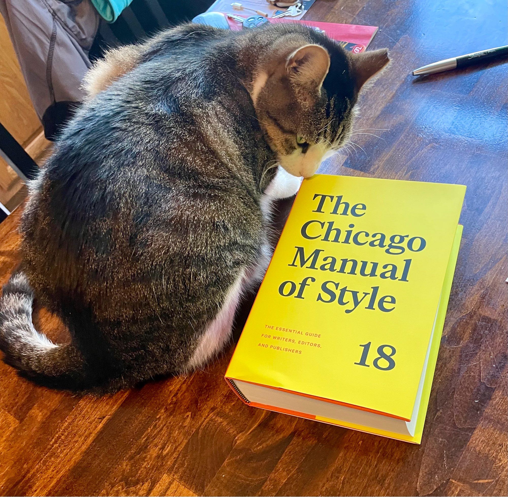 A gray striped cat sniffs the bright-yellow book cover of the Chicago Manual of Style’s 18th edition.