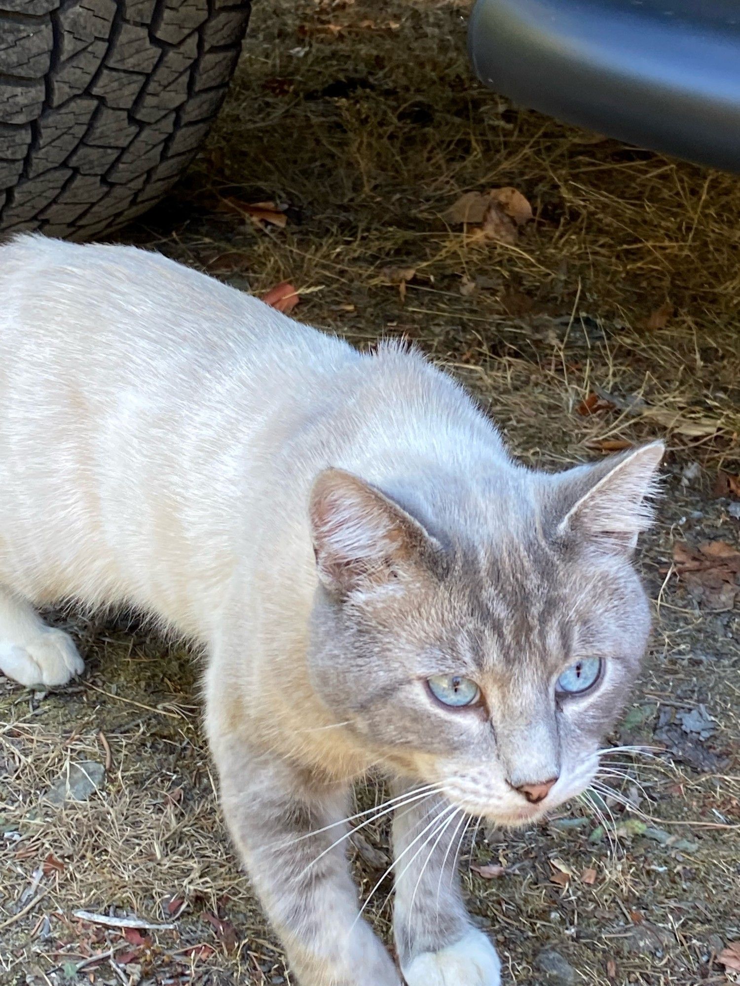 Oliver is part Siamese and has super soft medium length fur and blue eyes. He's various shades of gray with white paws, chest, and tummy. He's scrawny in this picture - it's the first day I made contact with him.  He's crouched near a car tire looking warily past me.