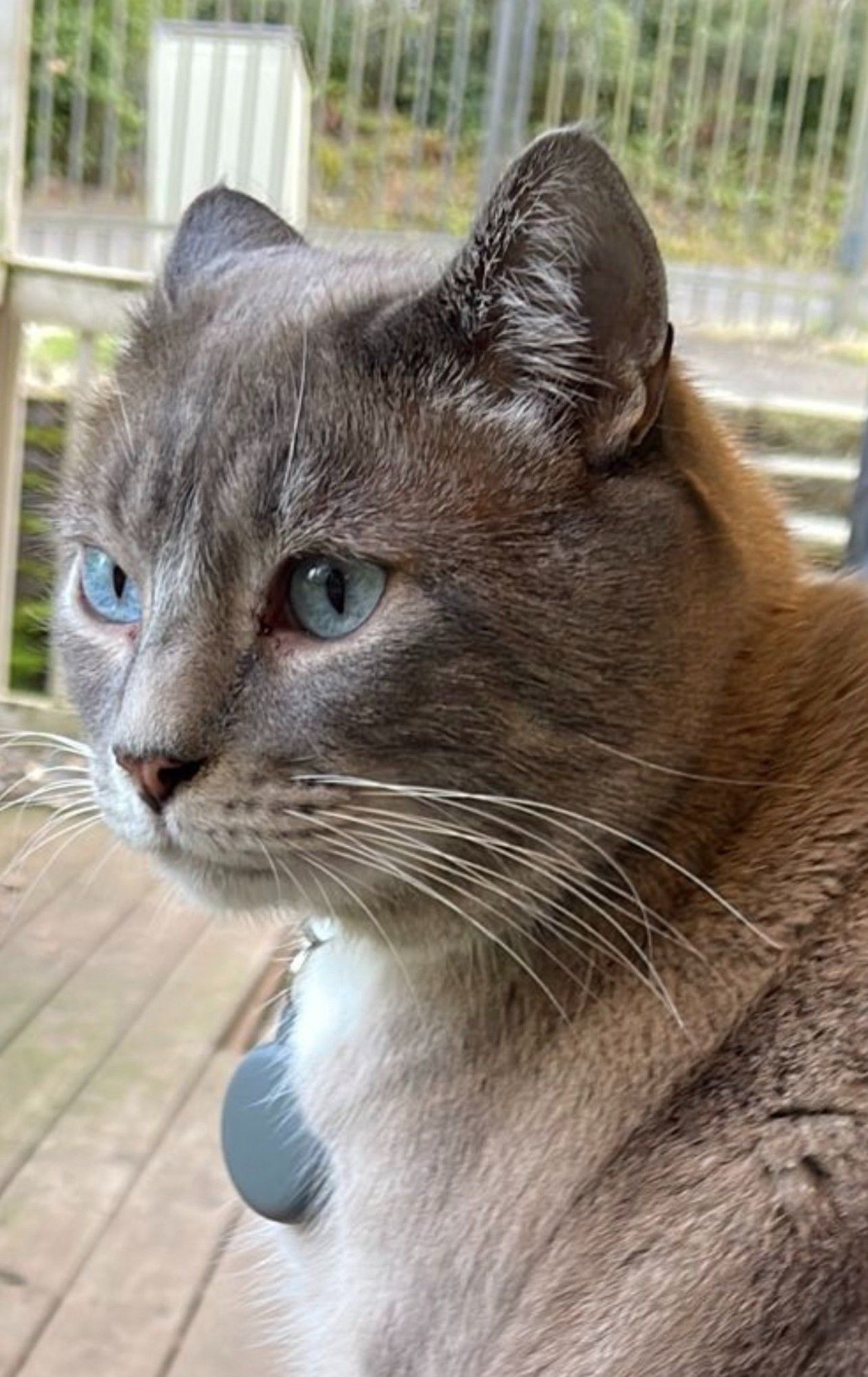 Oliver is part Siamese and has super soft medium length fur and blue eyes. He's various shades of gray with white paws, chest, and tummy. He's a couple of pounds overweight but doesn't seem bothered by this. He's a round boy.

Close up of him from the chest up, 3/4 of his face is visible. His gorgeous blue eyes are visible as he looks off in the distance.