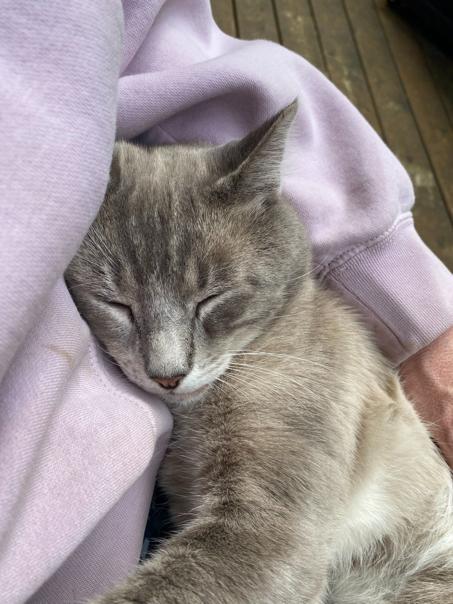 Oliver is part Siamese and has super soft medium length fur and blue eyes. He's various shades of gray with white paws, chest, and tummy. This is a few days after I made contact with him. He is curled in my lap with his head snuggled into my ribs, eyes closed, with his paw around my stomach like he's hugging me. Only my side and arm are visible.