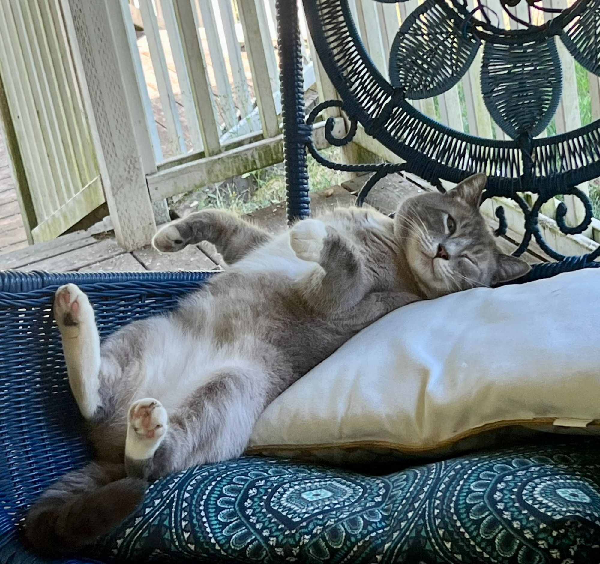 Oliver is part Siamese and has super soft medium length fur and blue eyes. He's various shades of gray with white paws, chest, and tummy. He's a couple of pounds overweight but doesn't seem bothered by this. He's a round boy.

Living his best life on his back in a hanging chair on our porch.  Belly up and slyly winking at the camera.