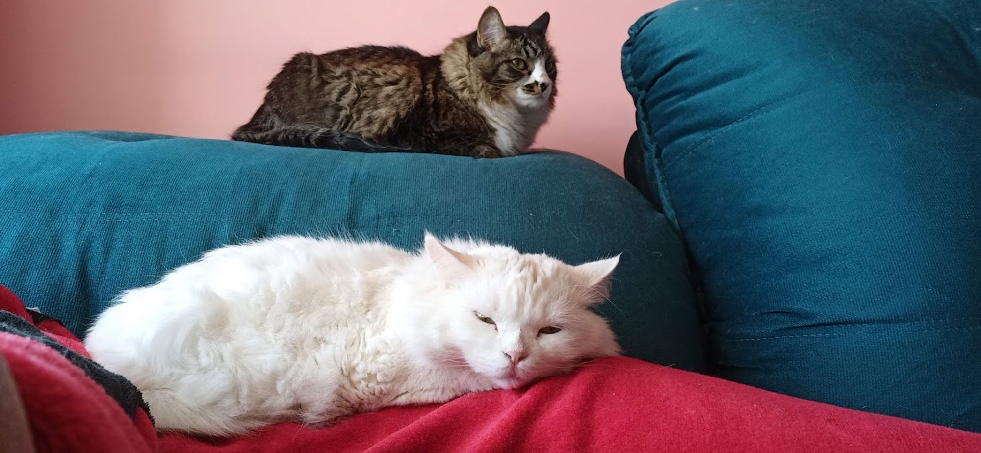 English: My cat Freddie, lying on the top of the back of the sofa and Serena lying on the bottom. Two very furry cats.
Português: Meu gato freddie, deitado na parte de cima do encosto do sofá e Serena deitada na parte debaixo. Dois gatos bem peludos.