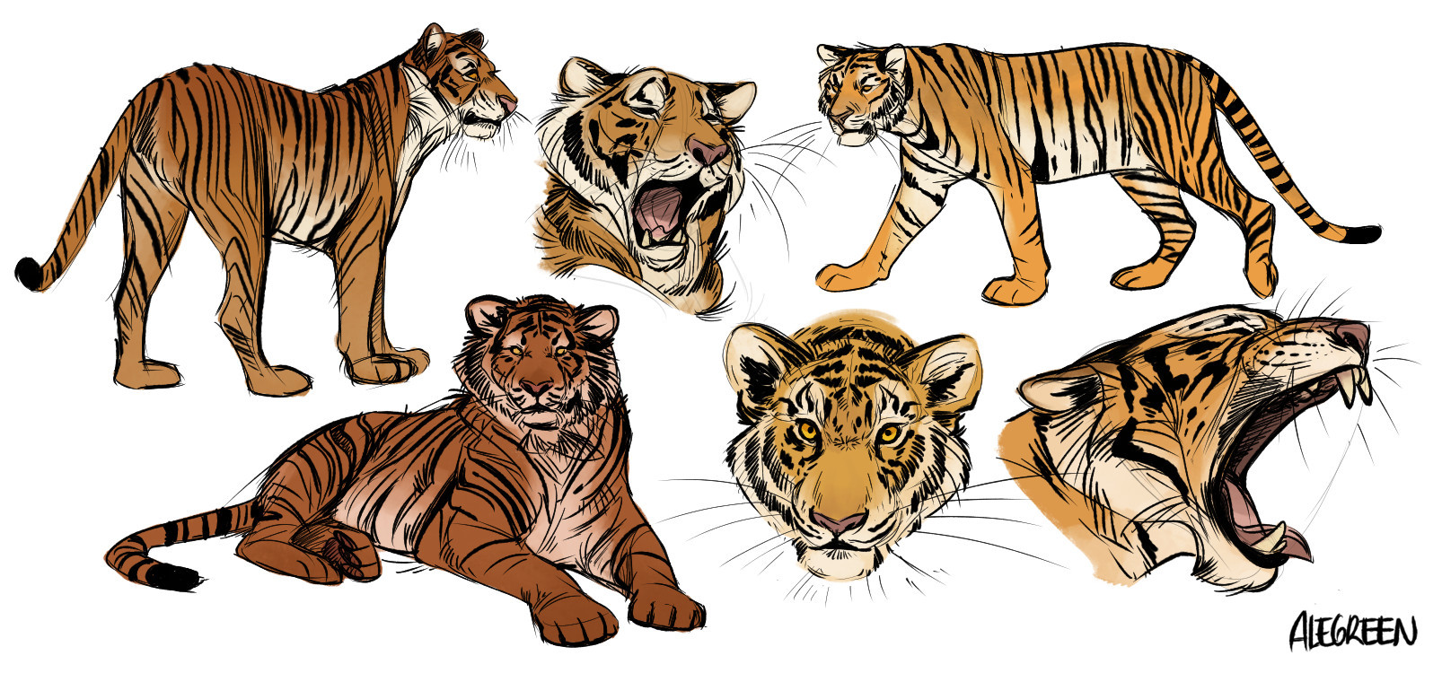 sketchpage studies of tigers. A couple standing, other headshots yawning, all on different profile/views.