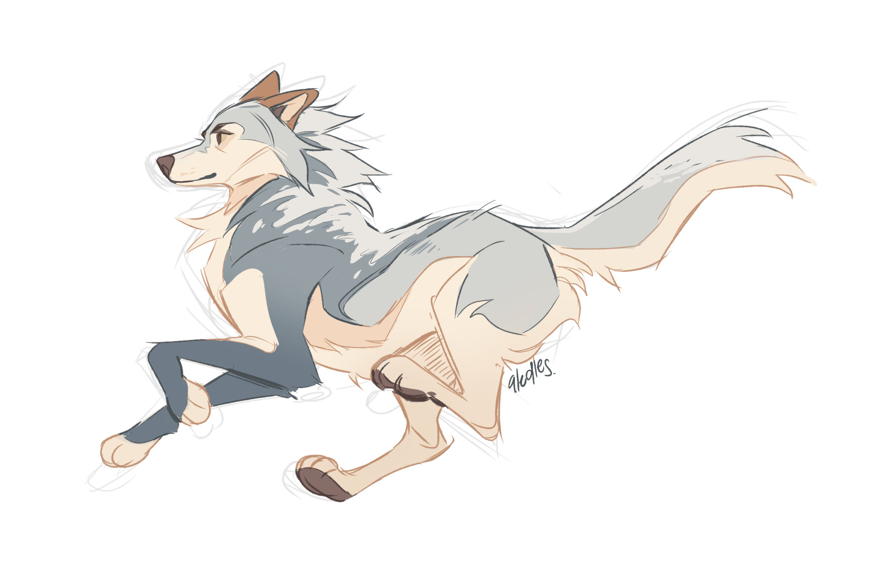 Running doodle of  the blue/gray mexican wolf, cream tummy and brownish ears.