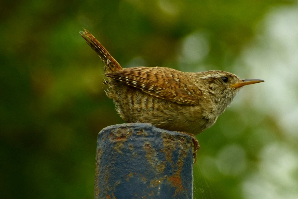 A side image of a wren on a blue metal pole with green background.