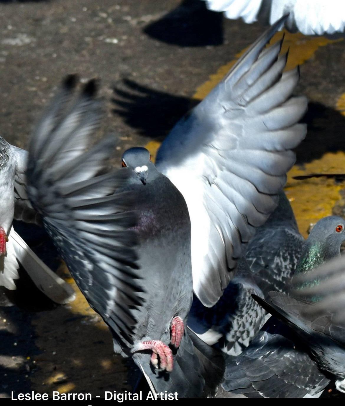 A jumping pigeon looking at me with wings outstretched as if in a taadaa pose!